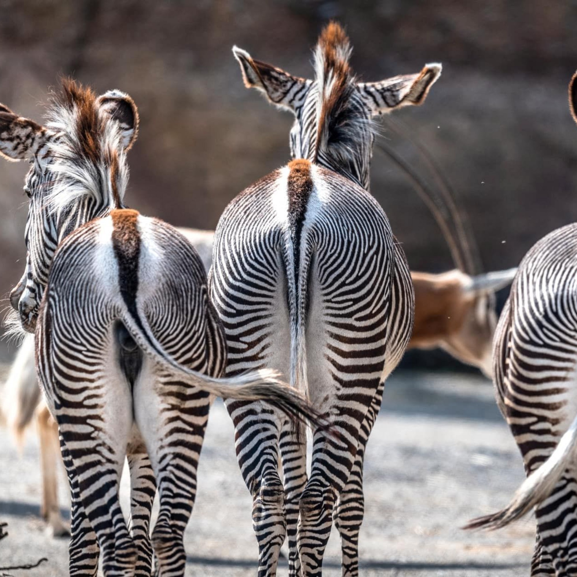 Zoo Zürich, Marco Schaffner