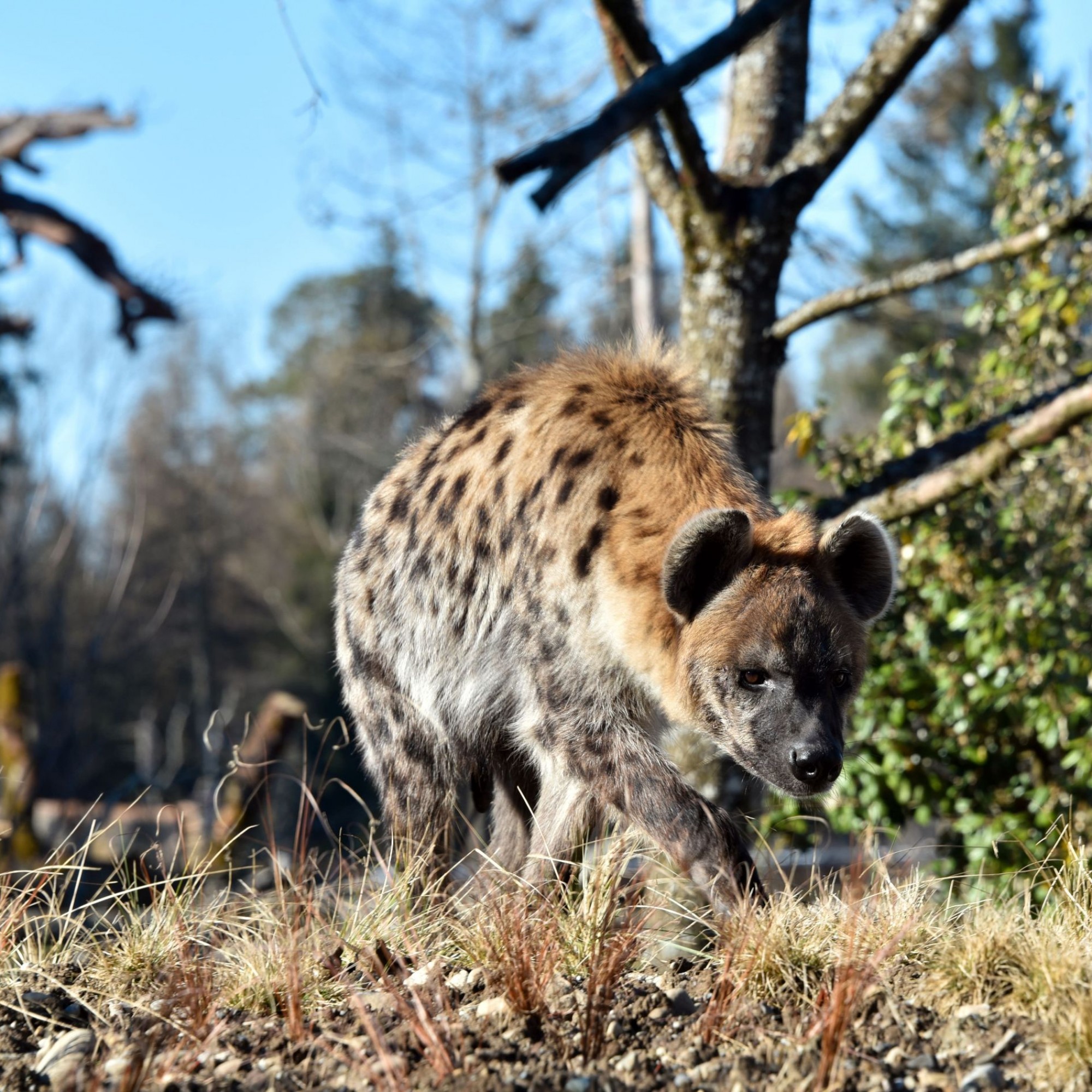 Zoo Zürich, Robert Zingg