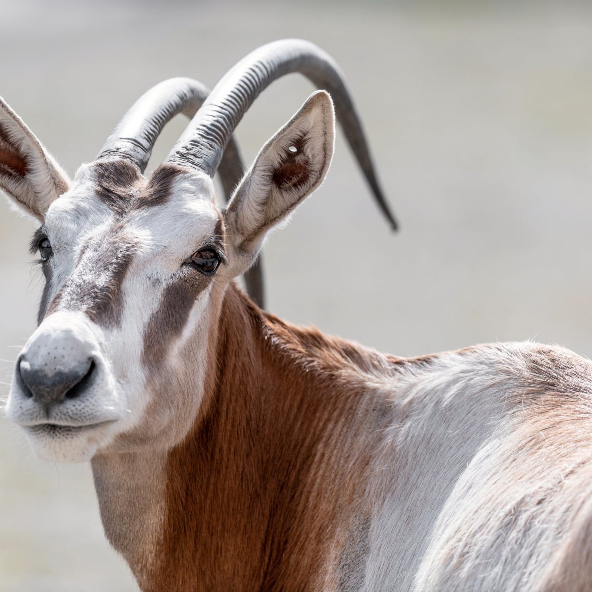 Zoo Zürich, Marco Schaffner 