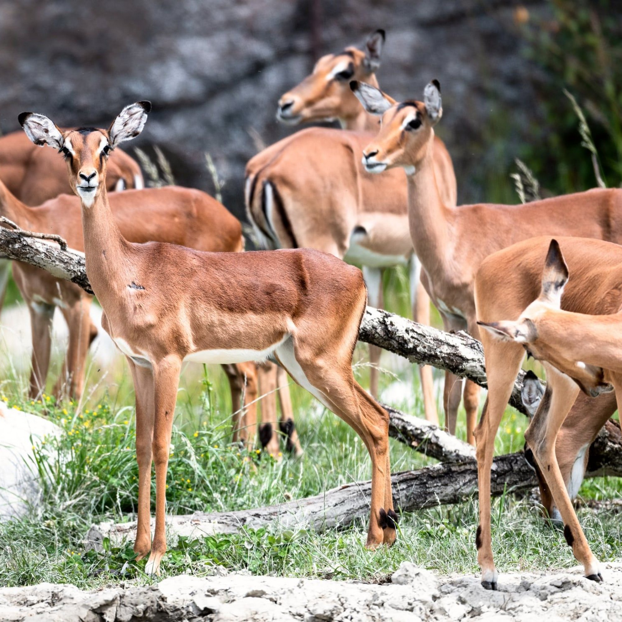 Zoo Zürich, Marco Schaffner