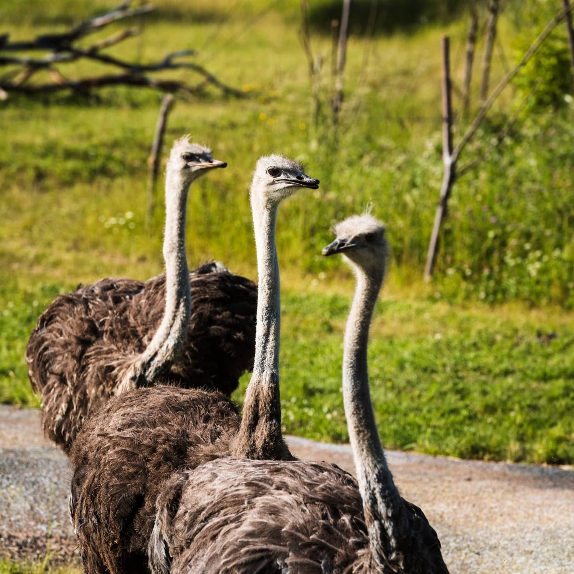 Zoo Zürich, Goran Basic