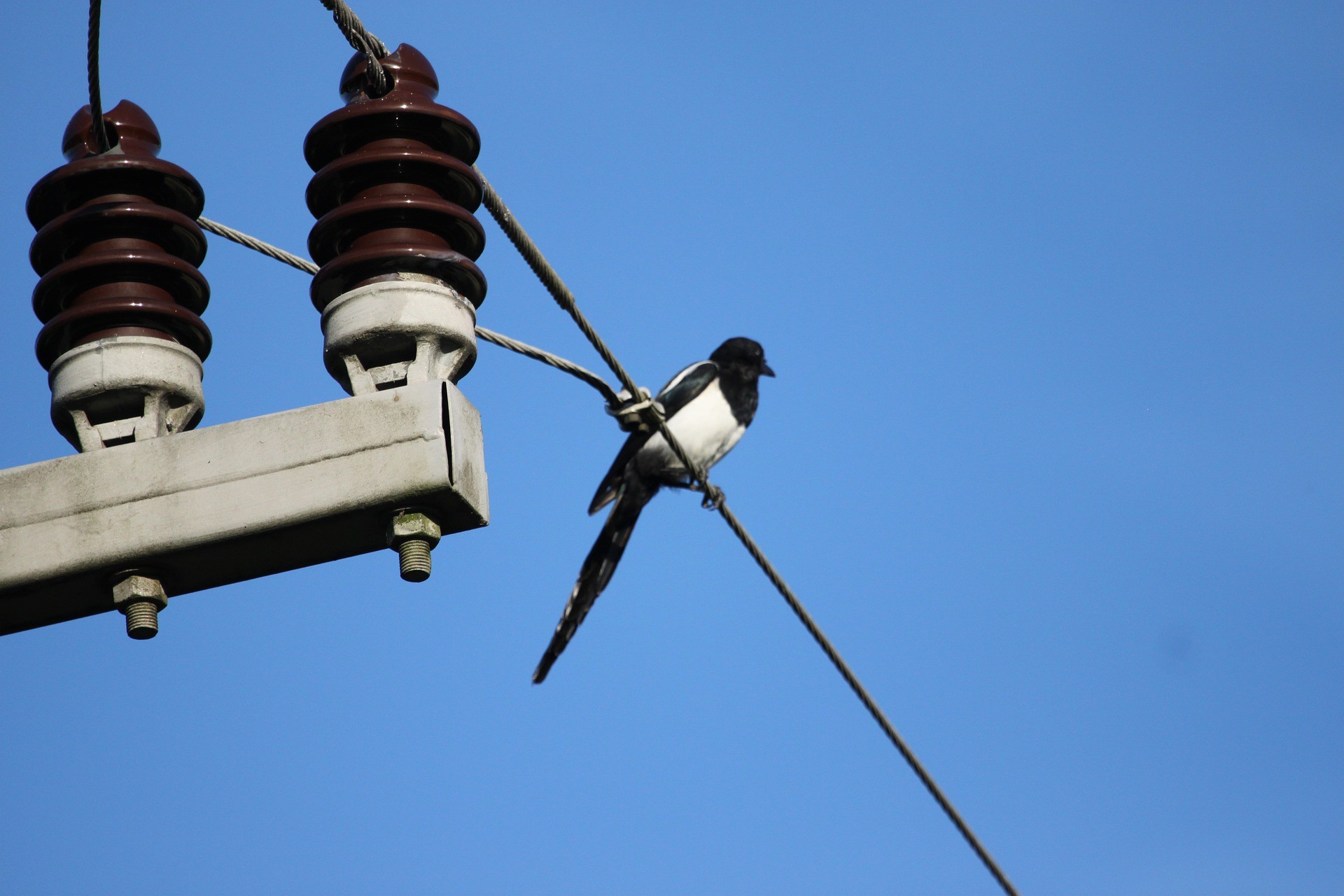 Vogel auf Stromleitung