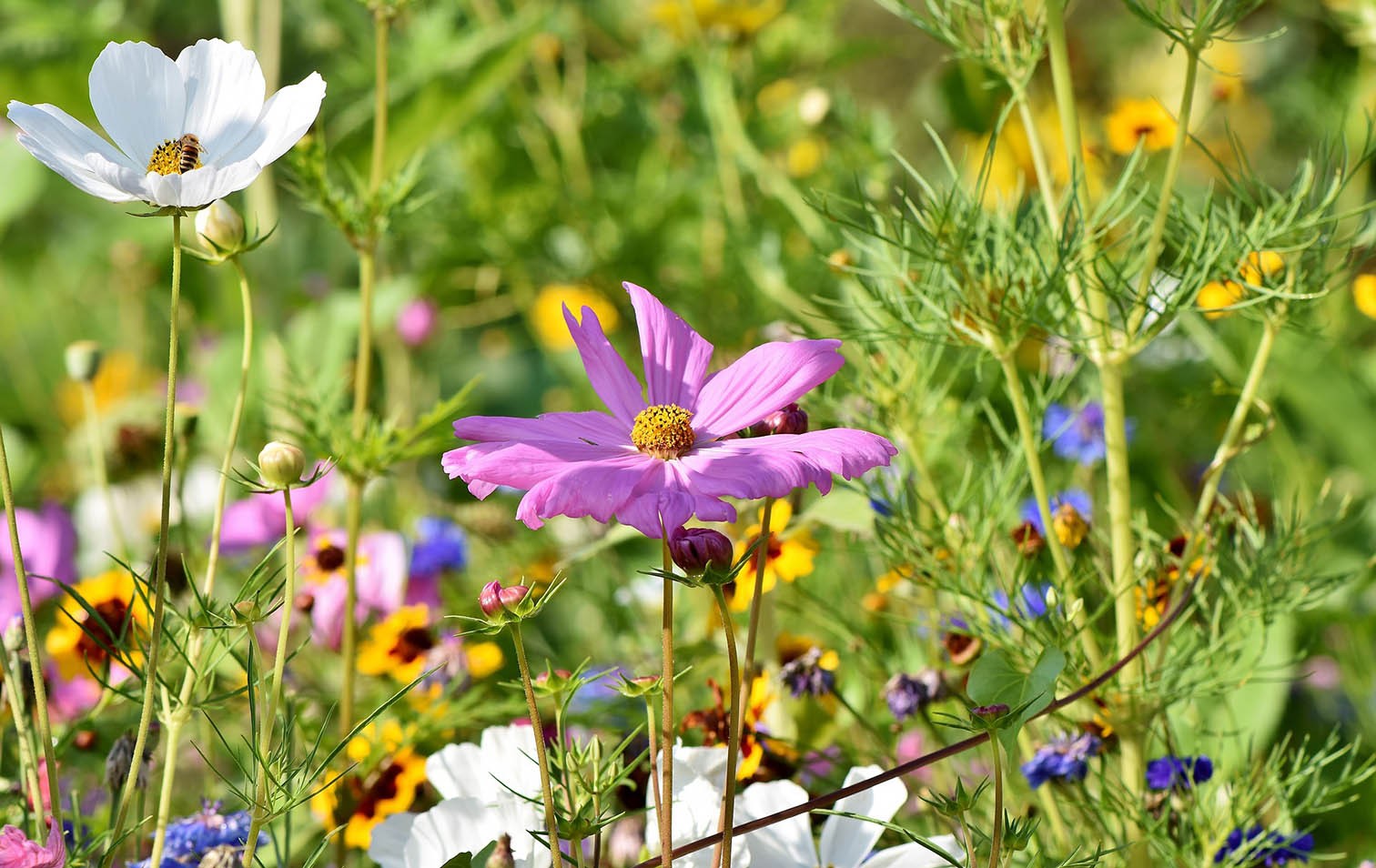 Blumenwiese