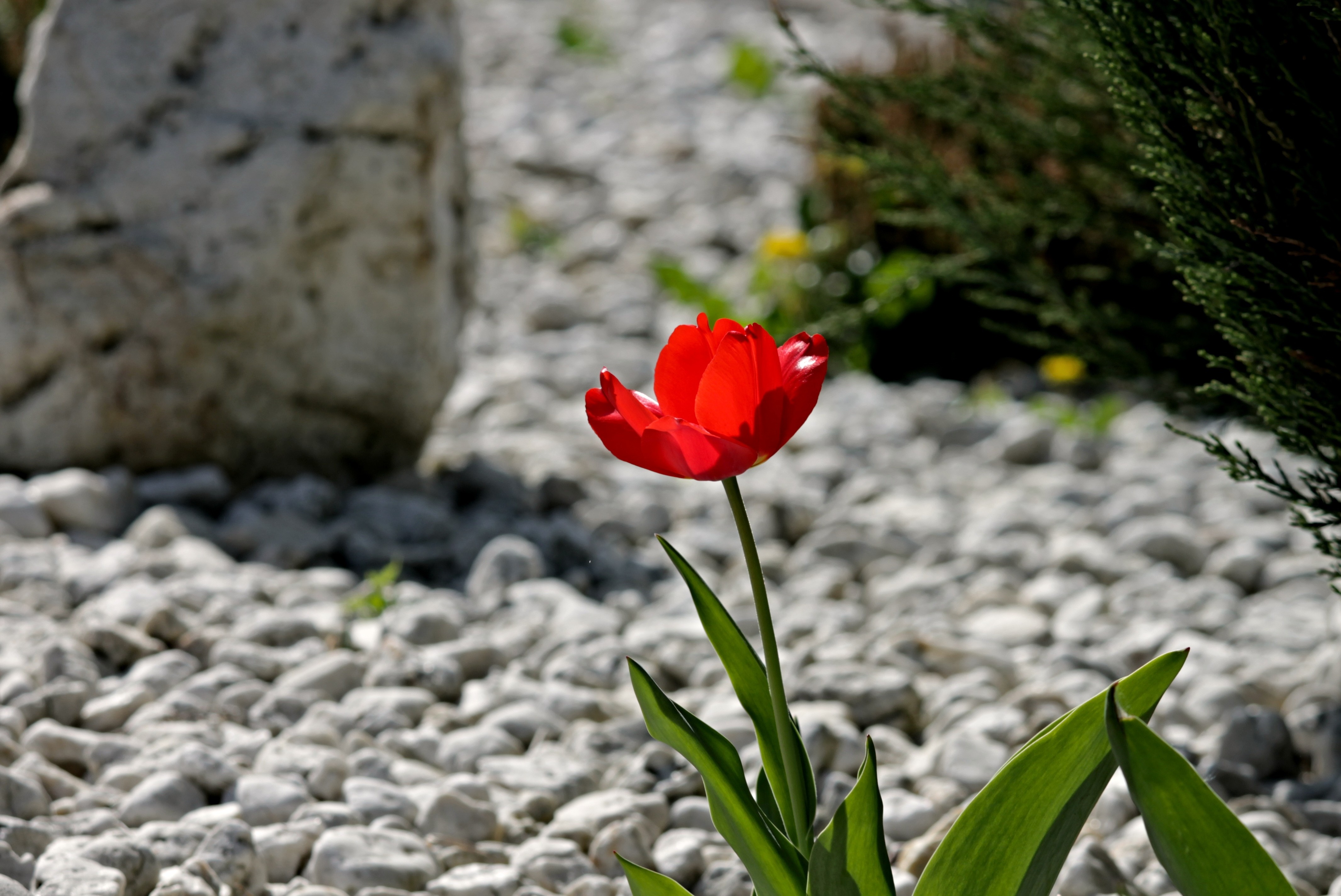 Steingarten Schottergarten Steinwüste Geröllhalde