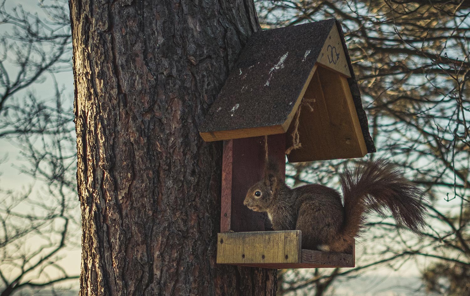 Eichhörnchen im Vogelhaus