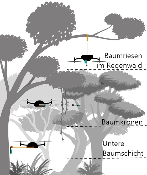 Grafik Drohnen statten Bäume mit Sensoren aus