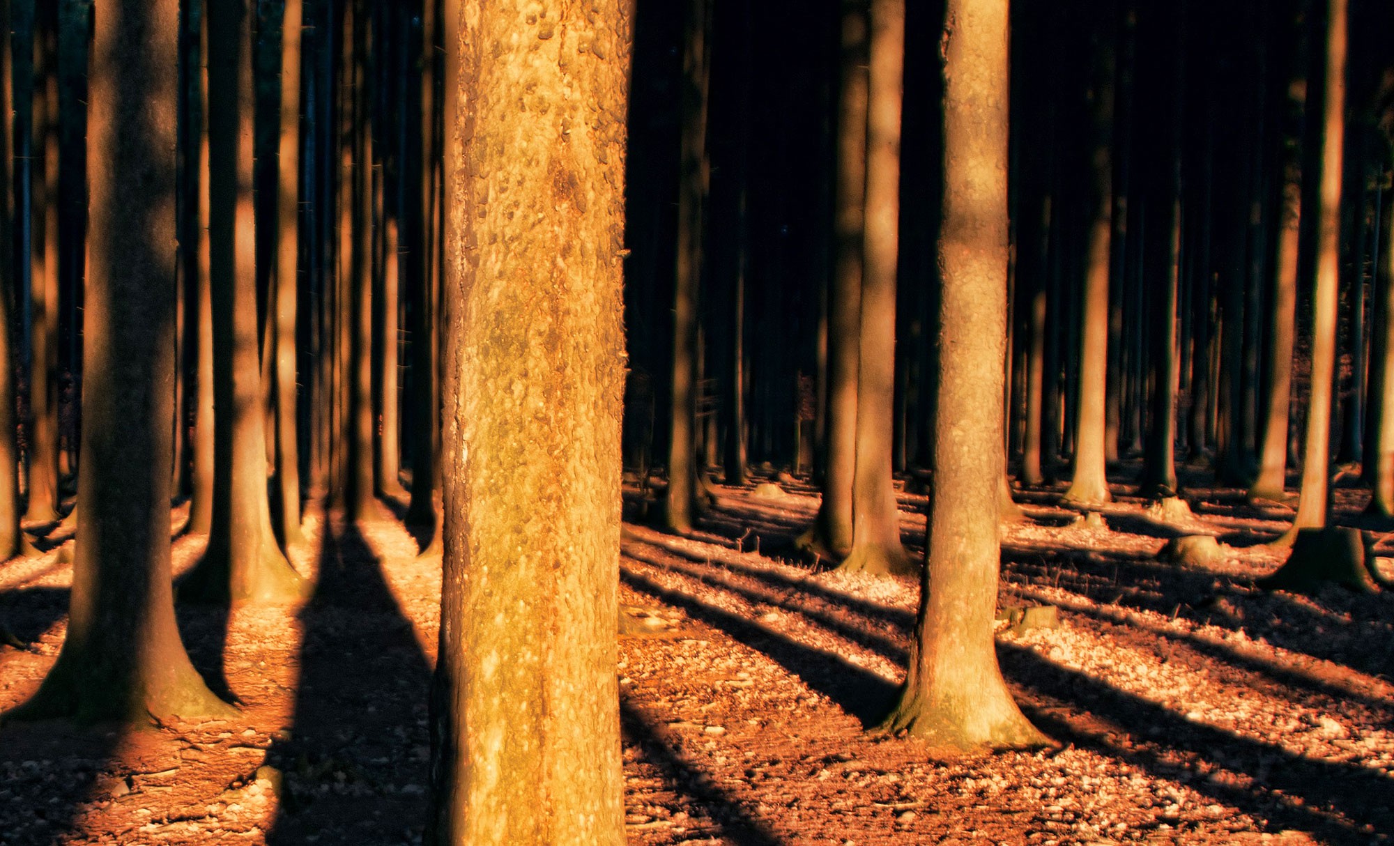 Baumstämme im Wald