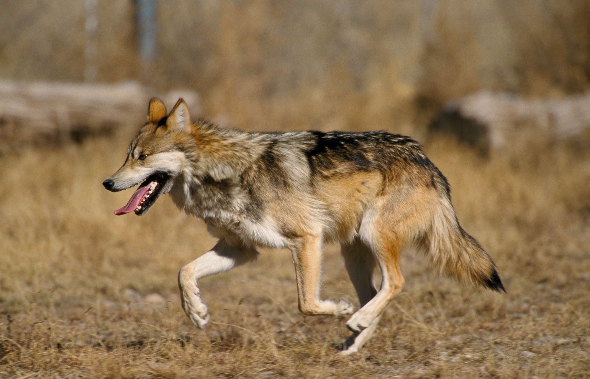 Mexikanischer Wolf