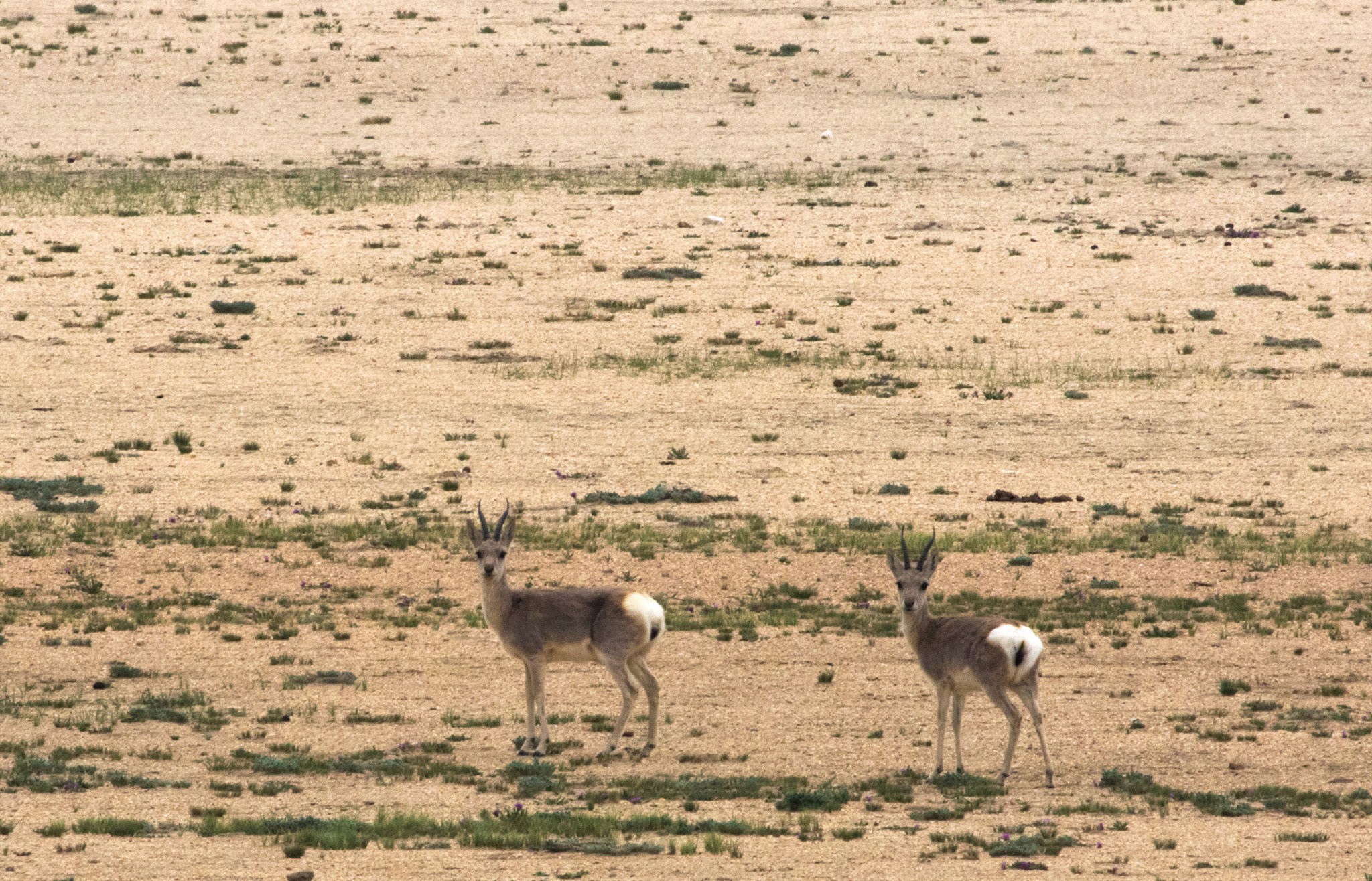 Tibetgazelle