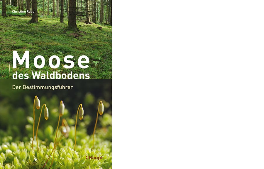 "Moose des Waldbodens"