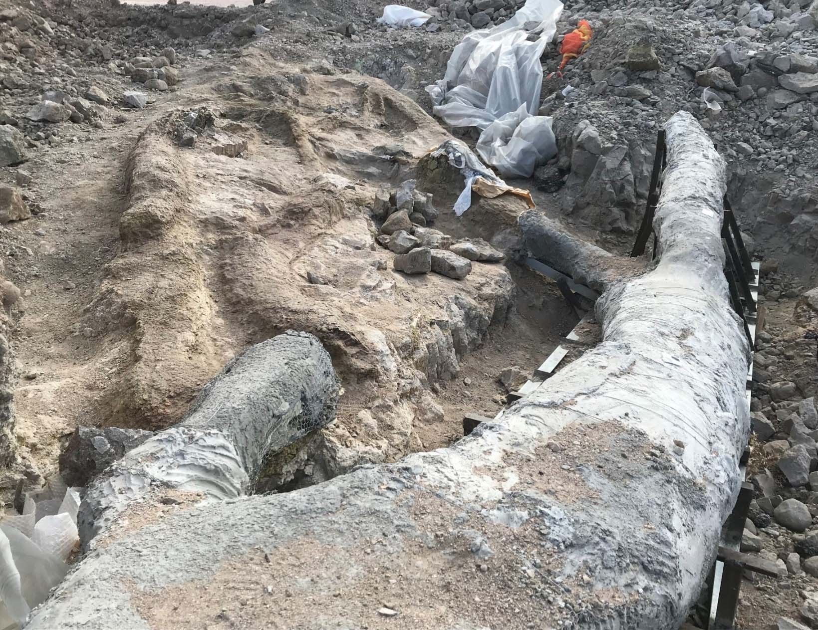 Ausgrabung Versteinerter Baum in Lesbos