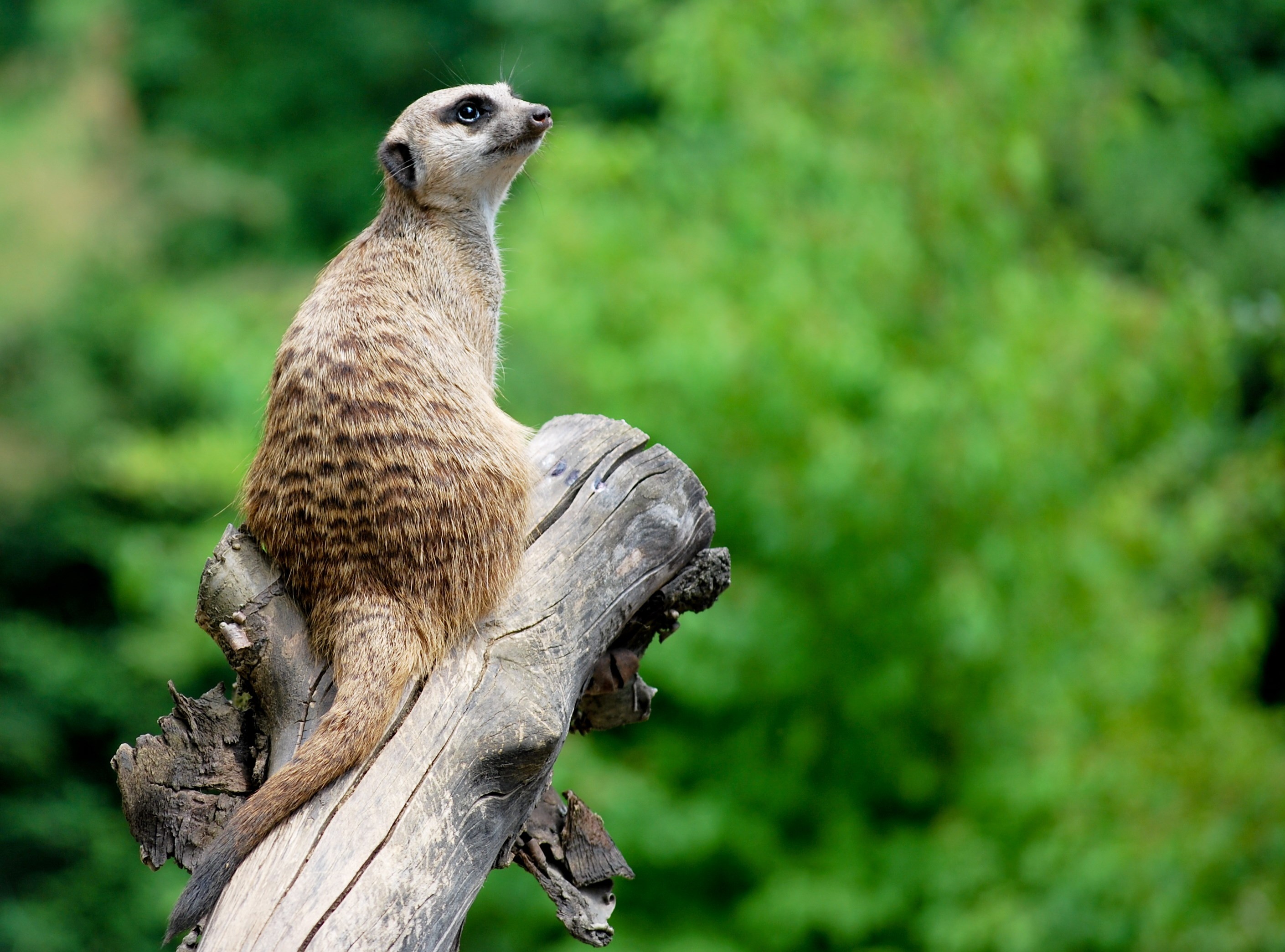 Erdmännchem Zoo Basel