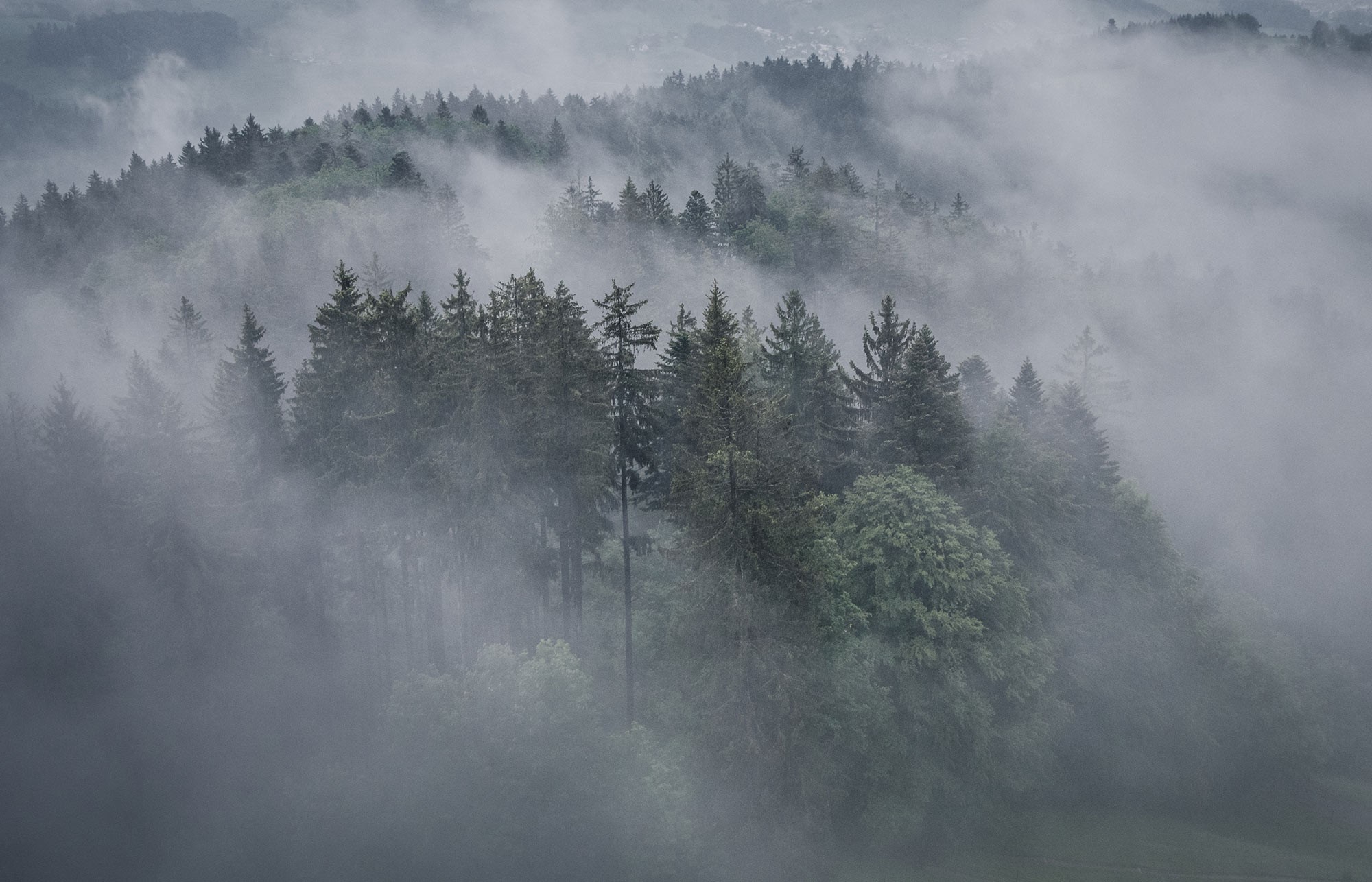 Wald im Dunst