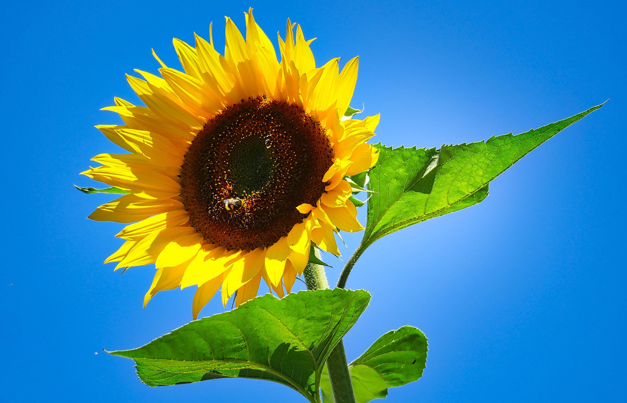 Sonneblume (Symbolbild)