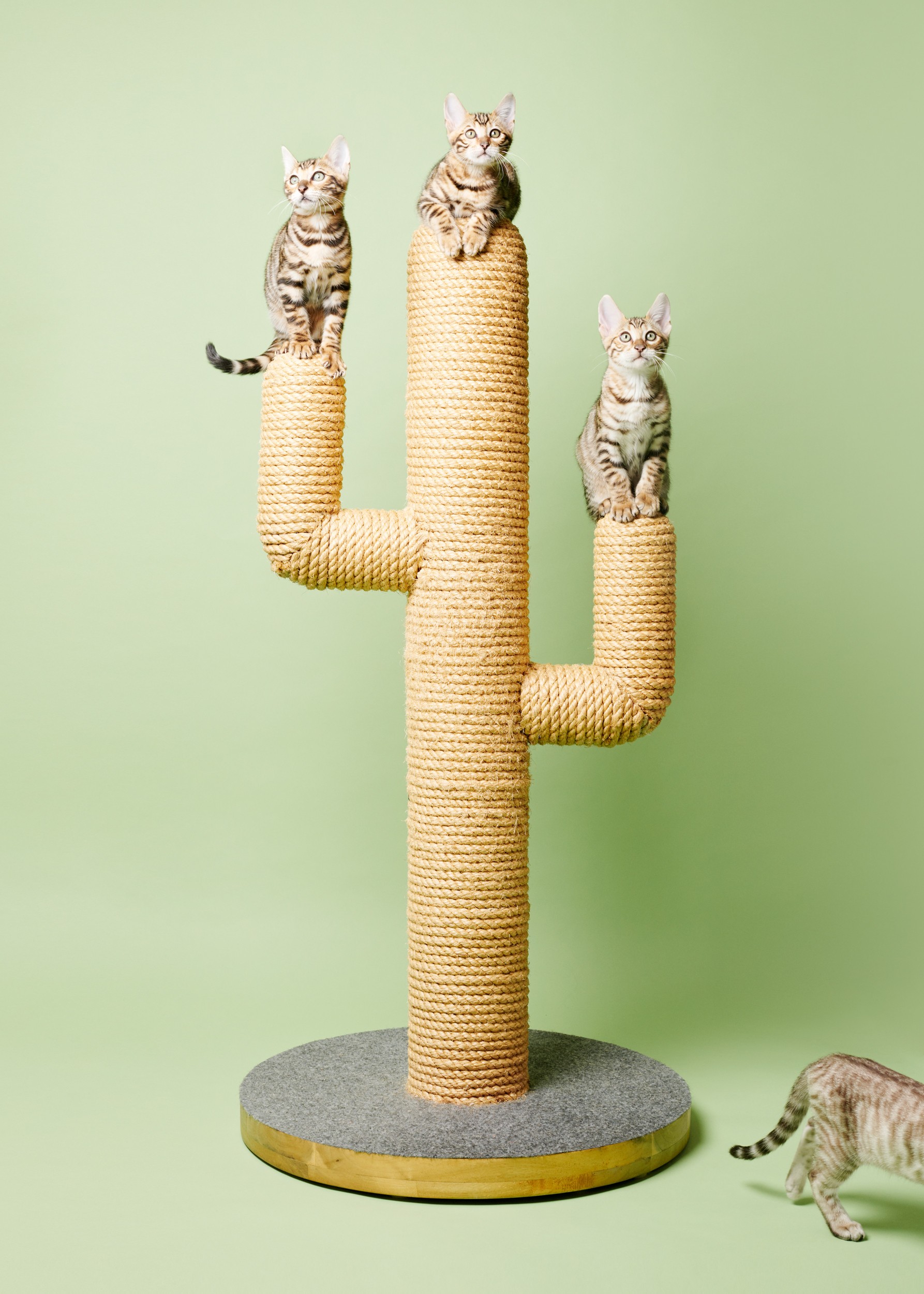 Katzen Kratzbaum Kaktus