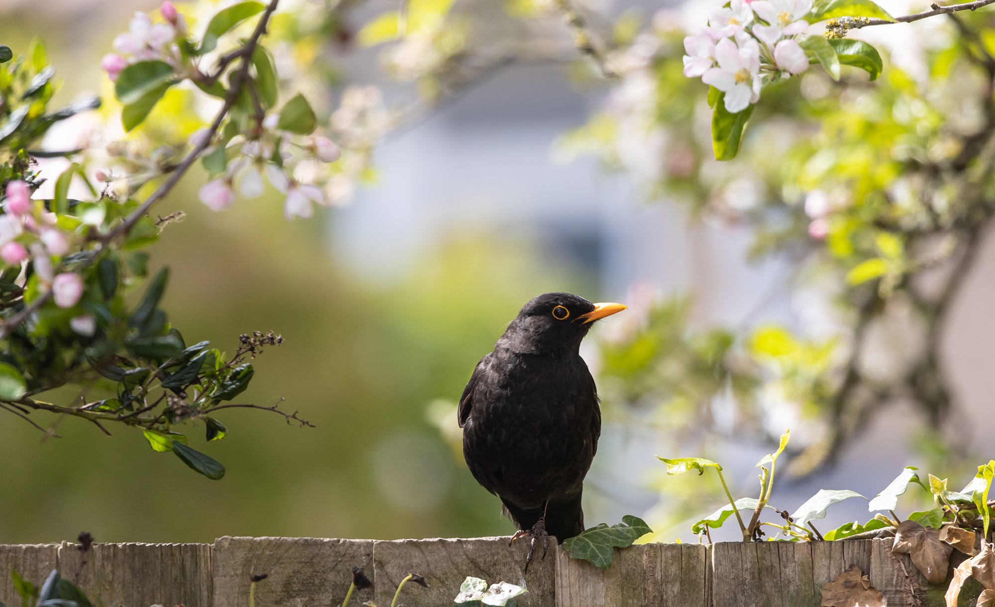 Amsel