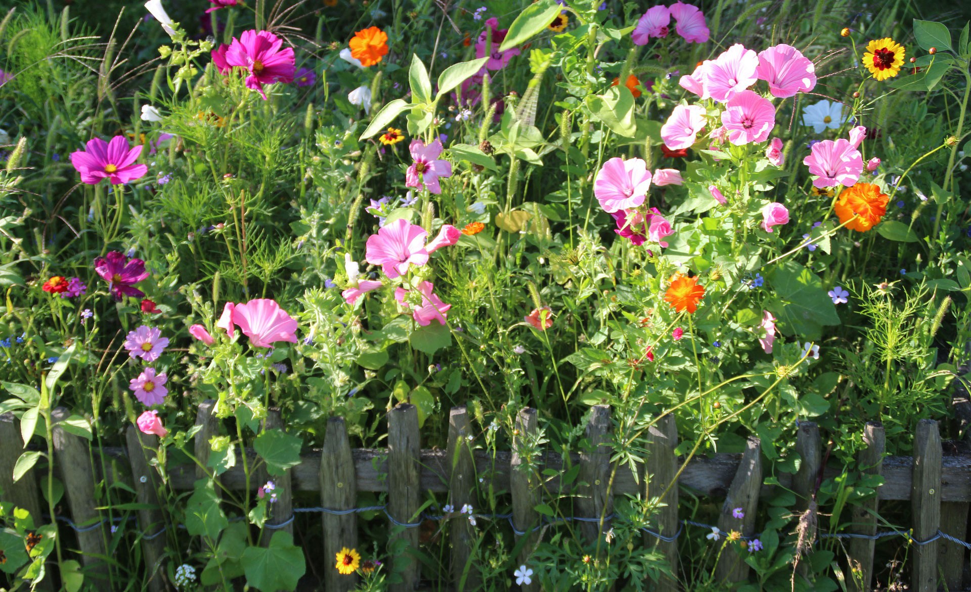 Gartenzaun mit Blumen