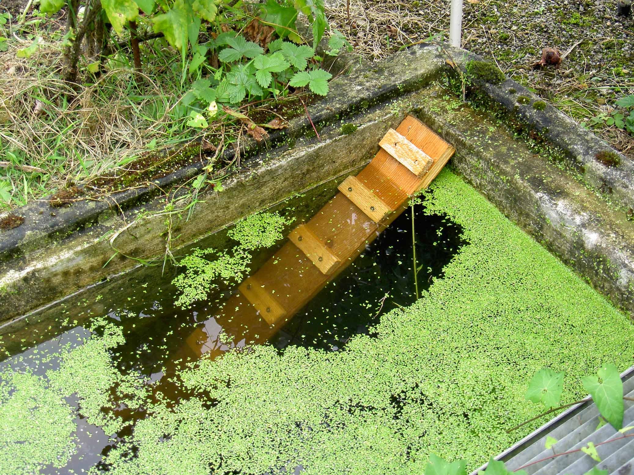 Ausstiegshilfe bei Schwimmbecken für Igel