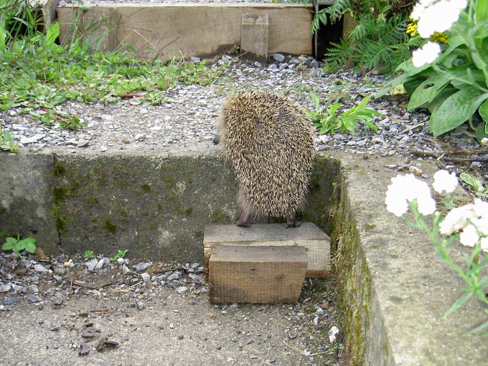 Zwischenstufe bei Treppe für Igel