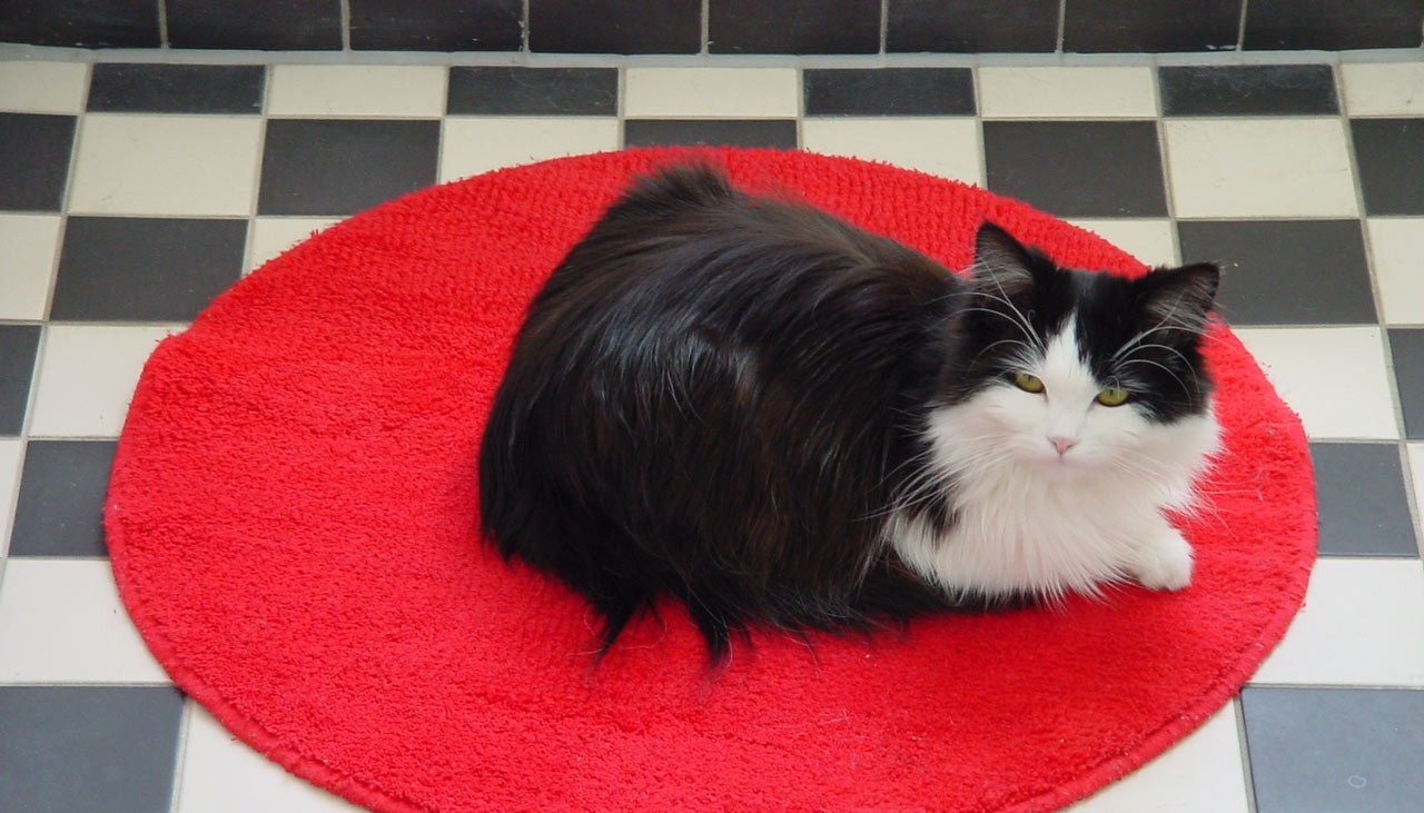 Katze aus Teppich, Symbolbild