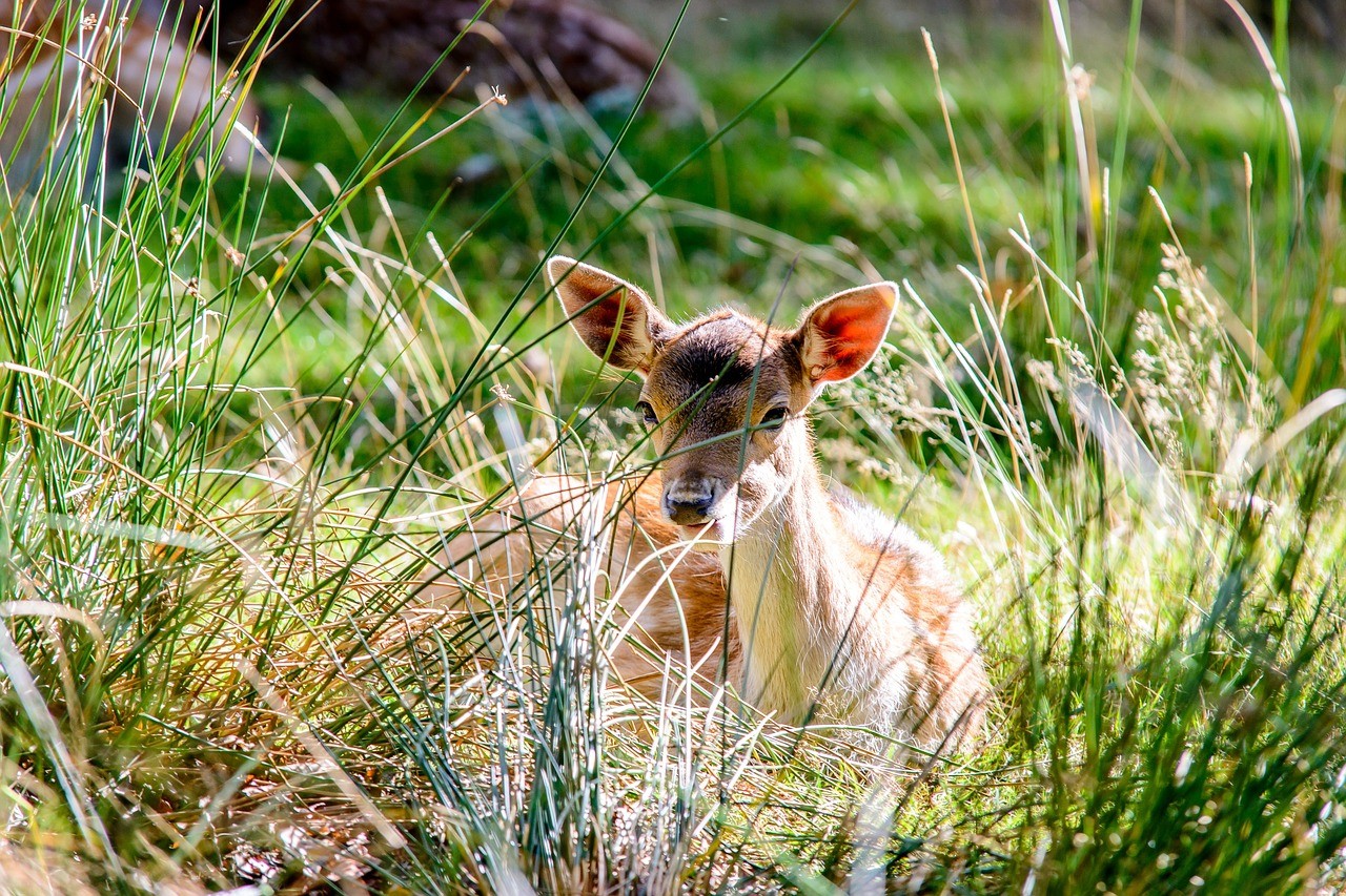 Rehkitz im Gras