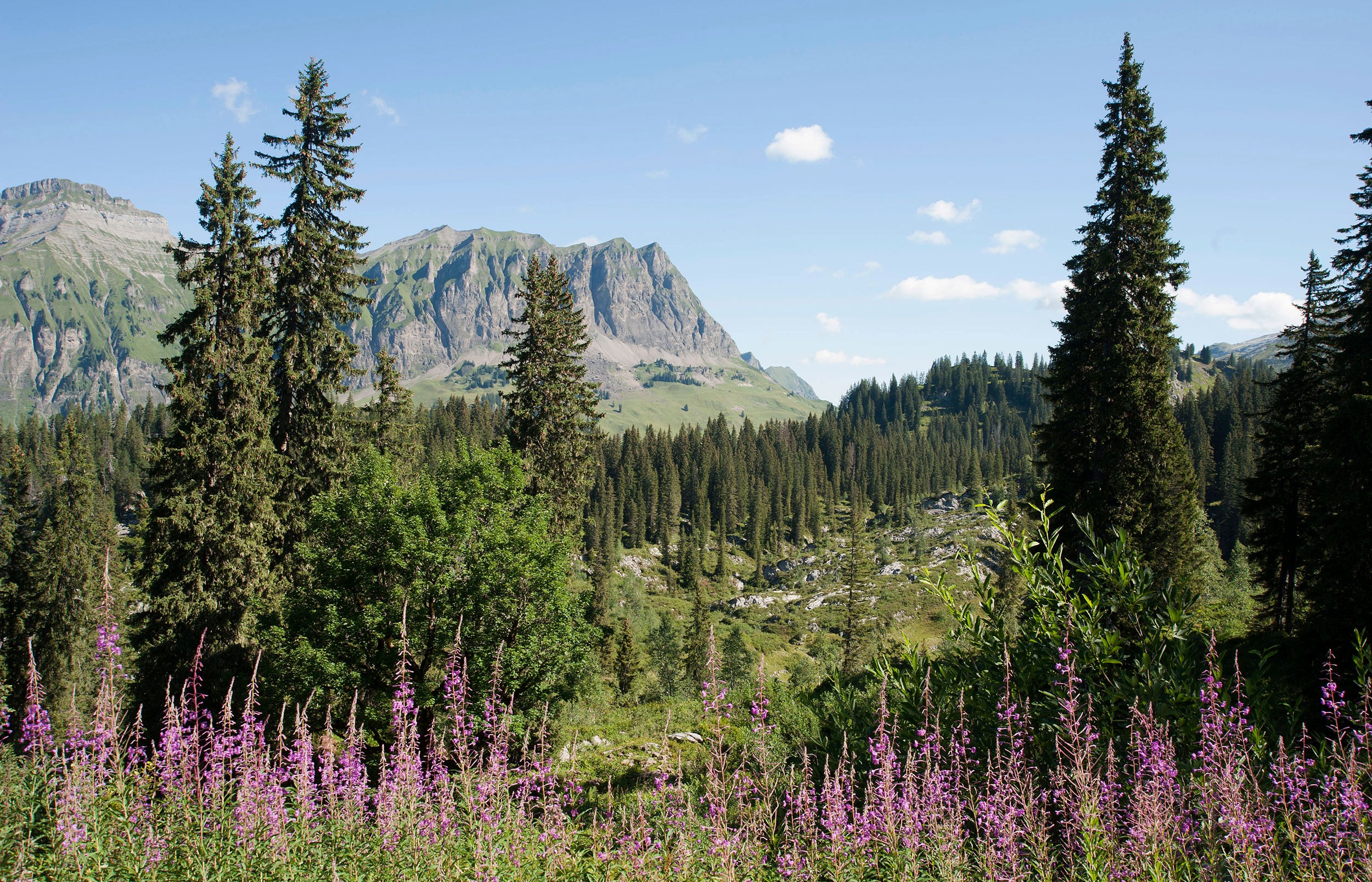 Bödmerenwald