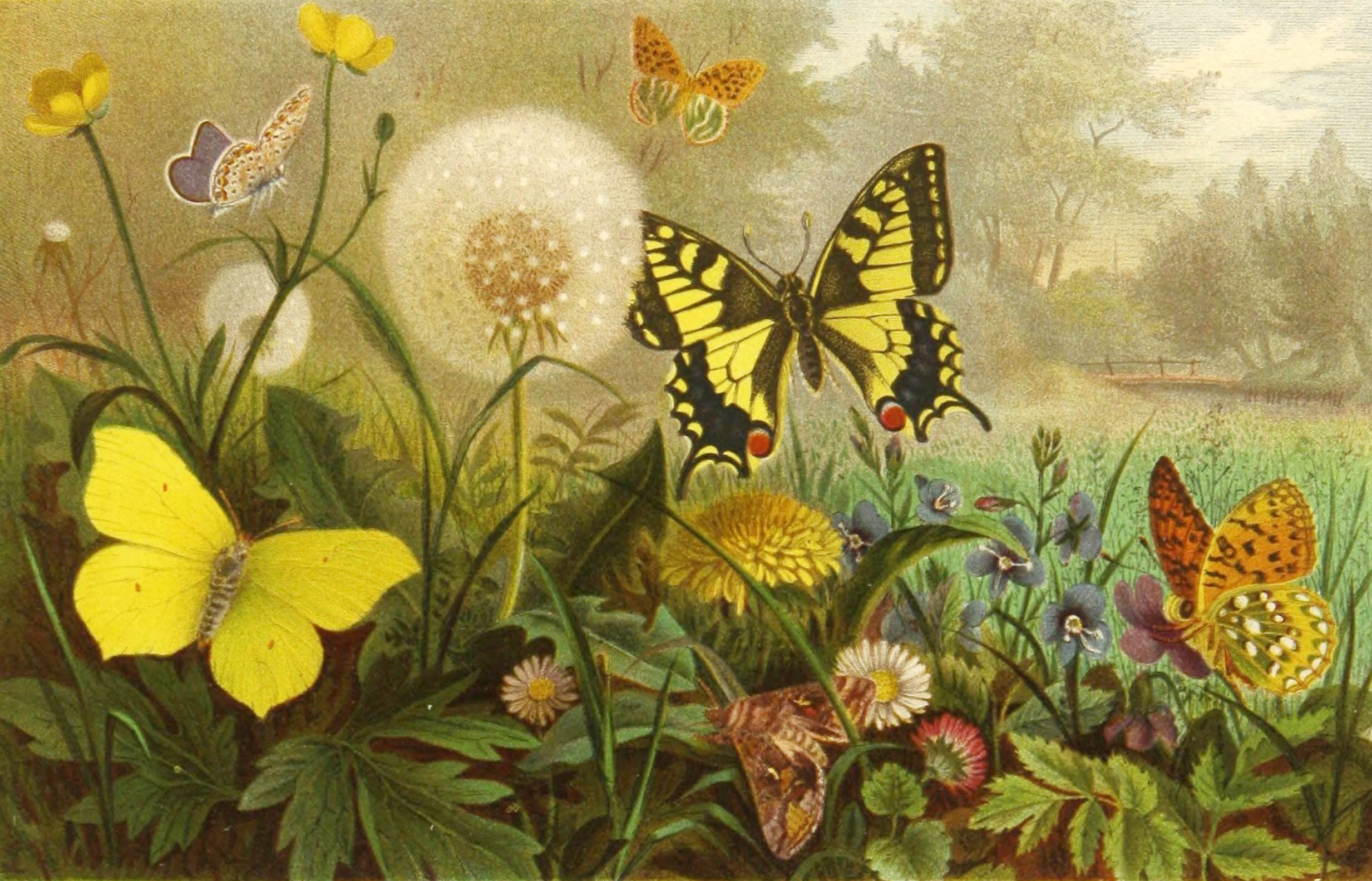 Schmetterlinge (Brehms Tierleben)