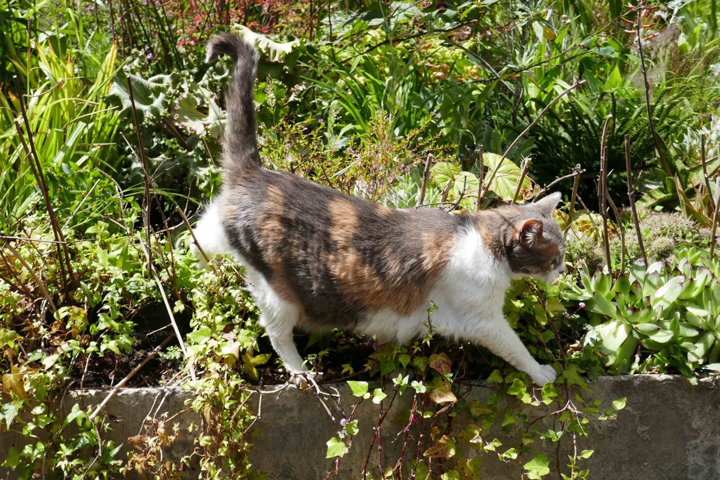 Katze im Jungle intérieure in Nantes