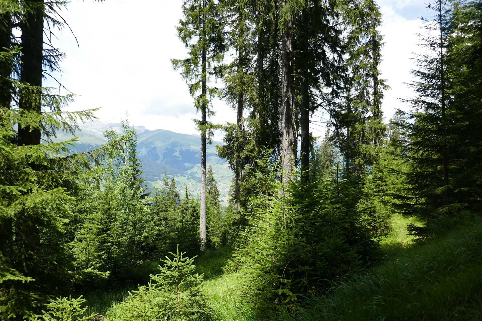 Wald in Graubünden