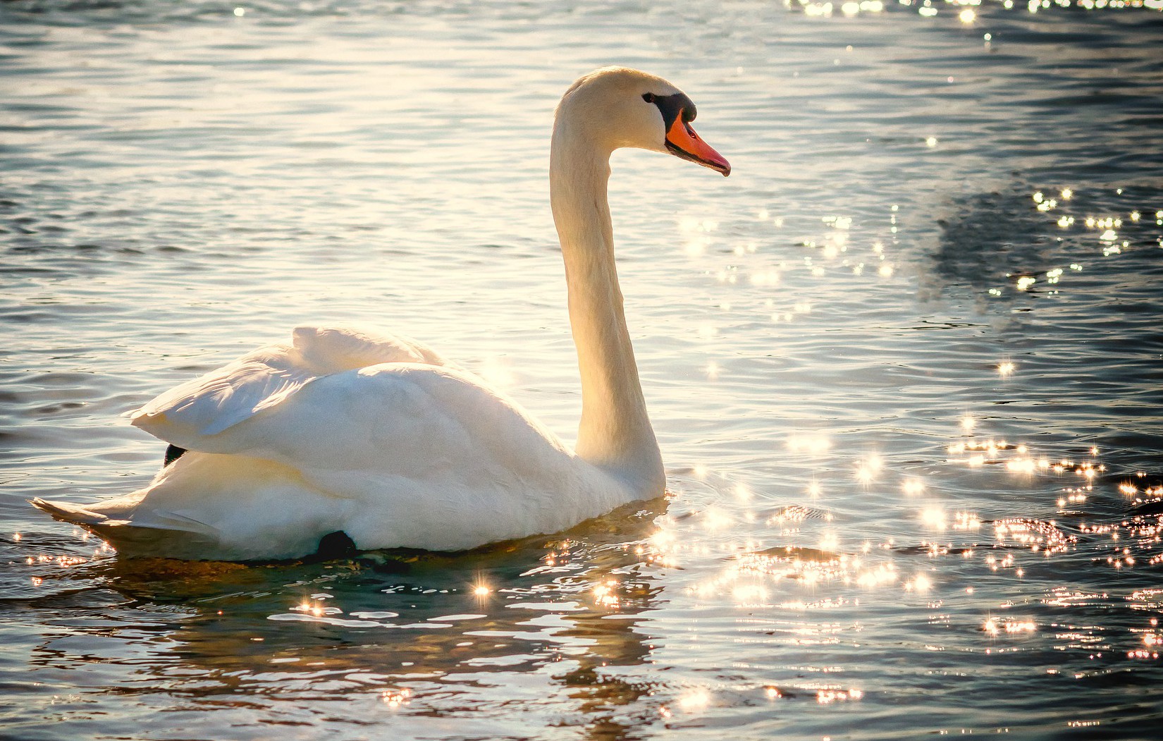 Schwan (Schmuckbild)