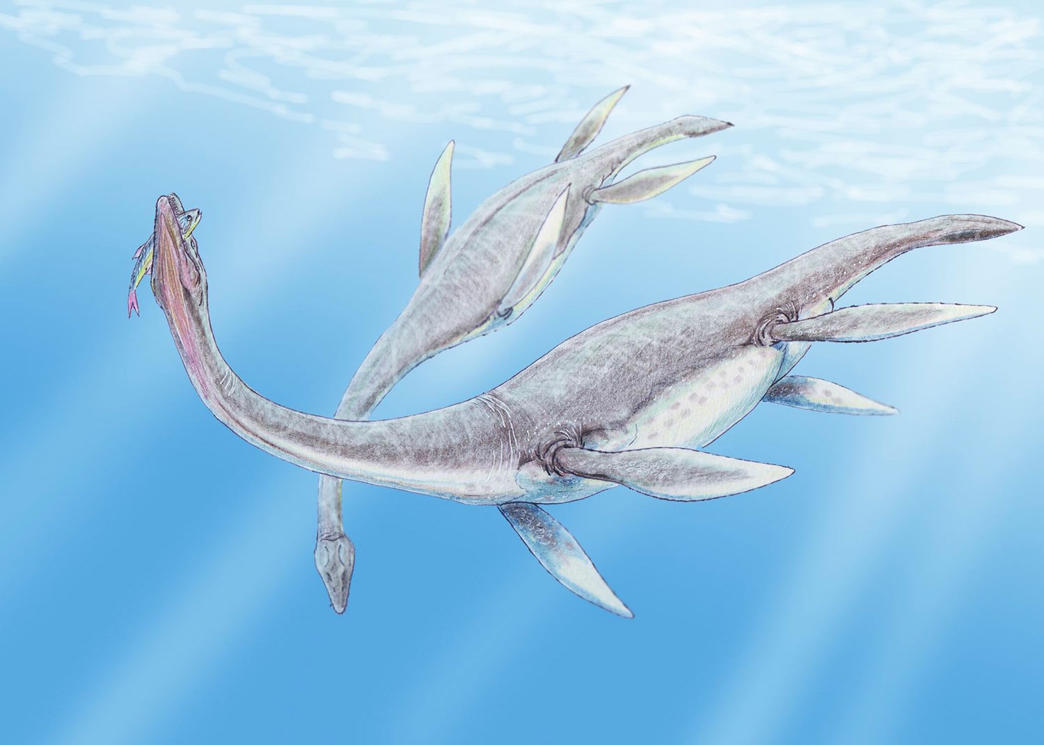 Pleiosaurus (Illustration)