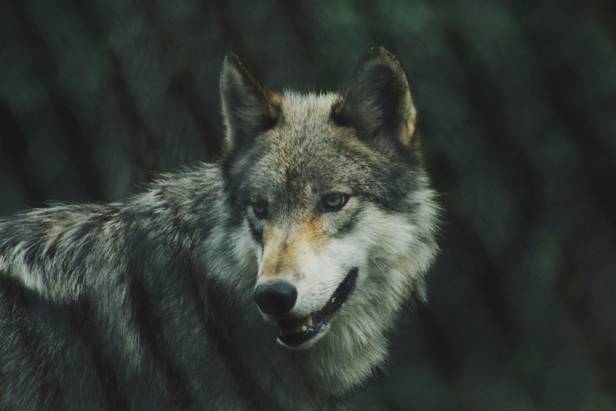 2120_wolf