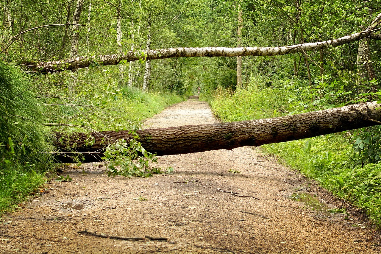 Sturmschaden Baum