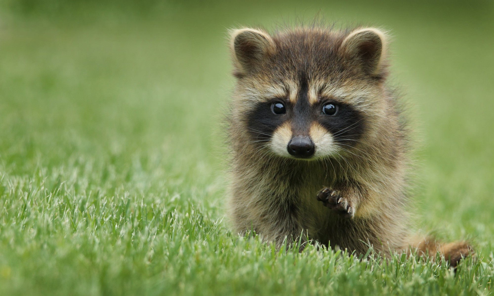 Junger Waschbär