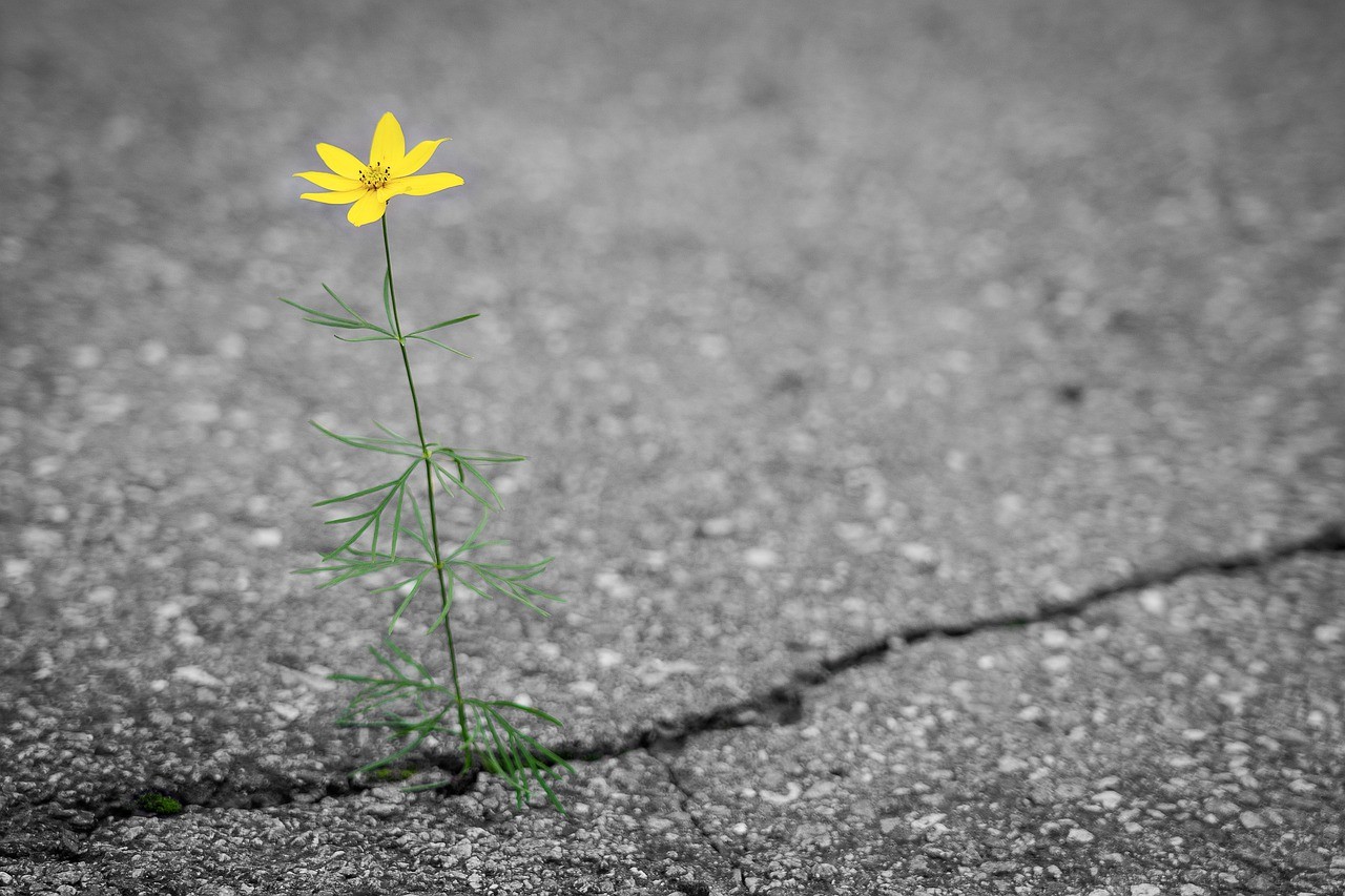 Blume wächst aus Asphalt