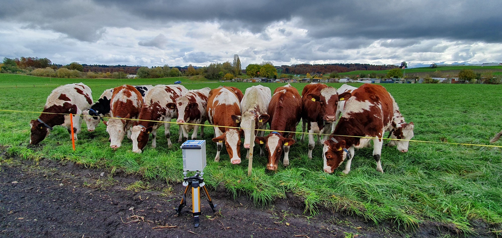 Kühe vor Gravimeter