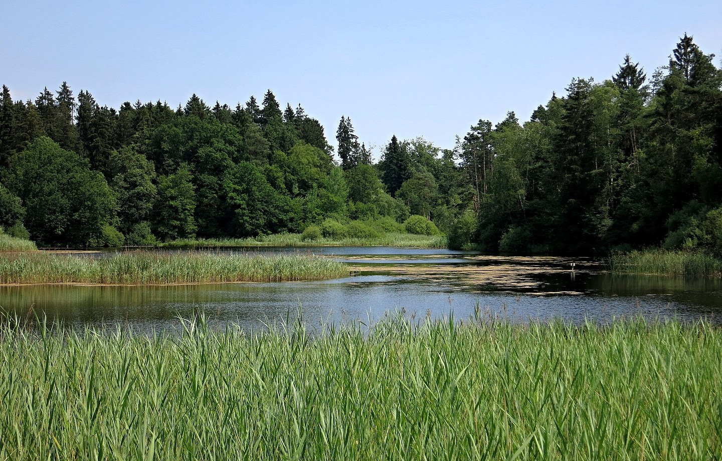 Fischbacher Moos Hochmoor in Fischbach-Göslikon Aargau