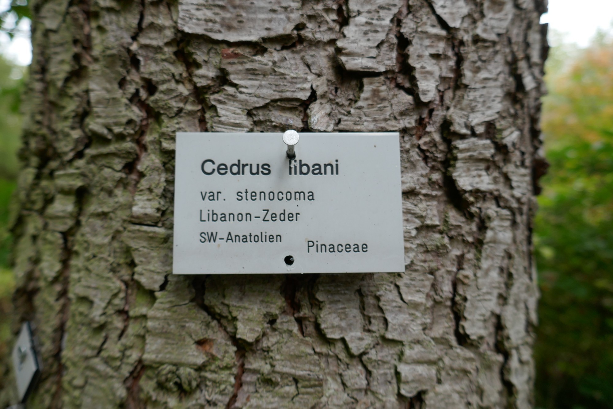 Zeder 4