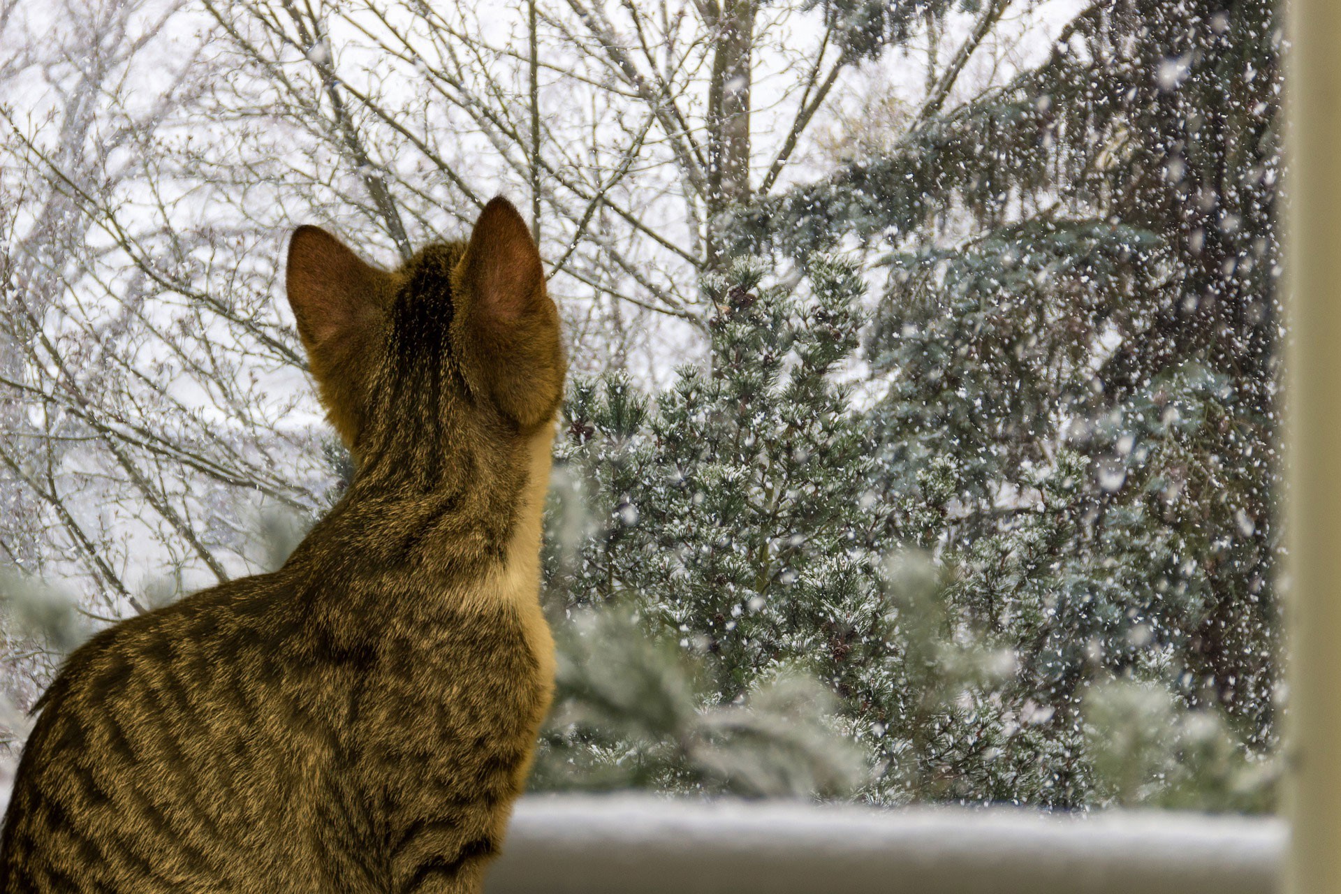 Katze am Fenster (Symbolbild)