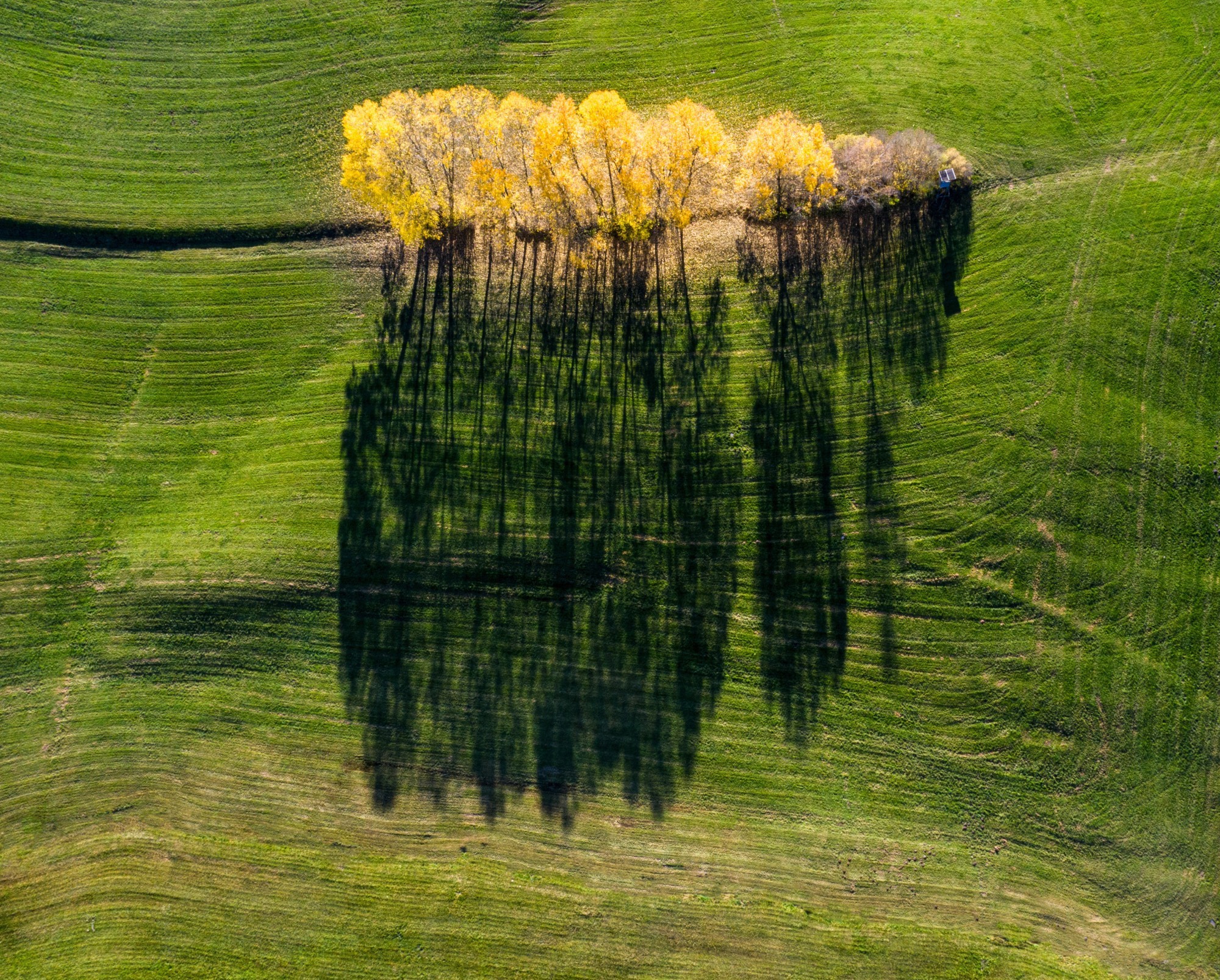 Bäume von oben