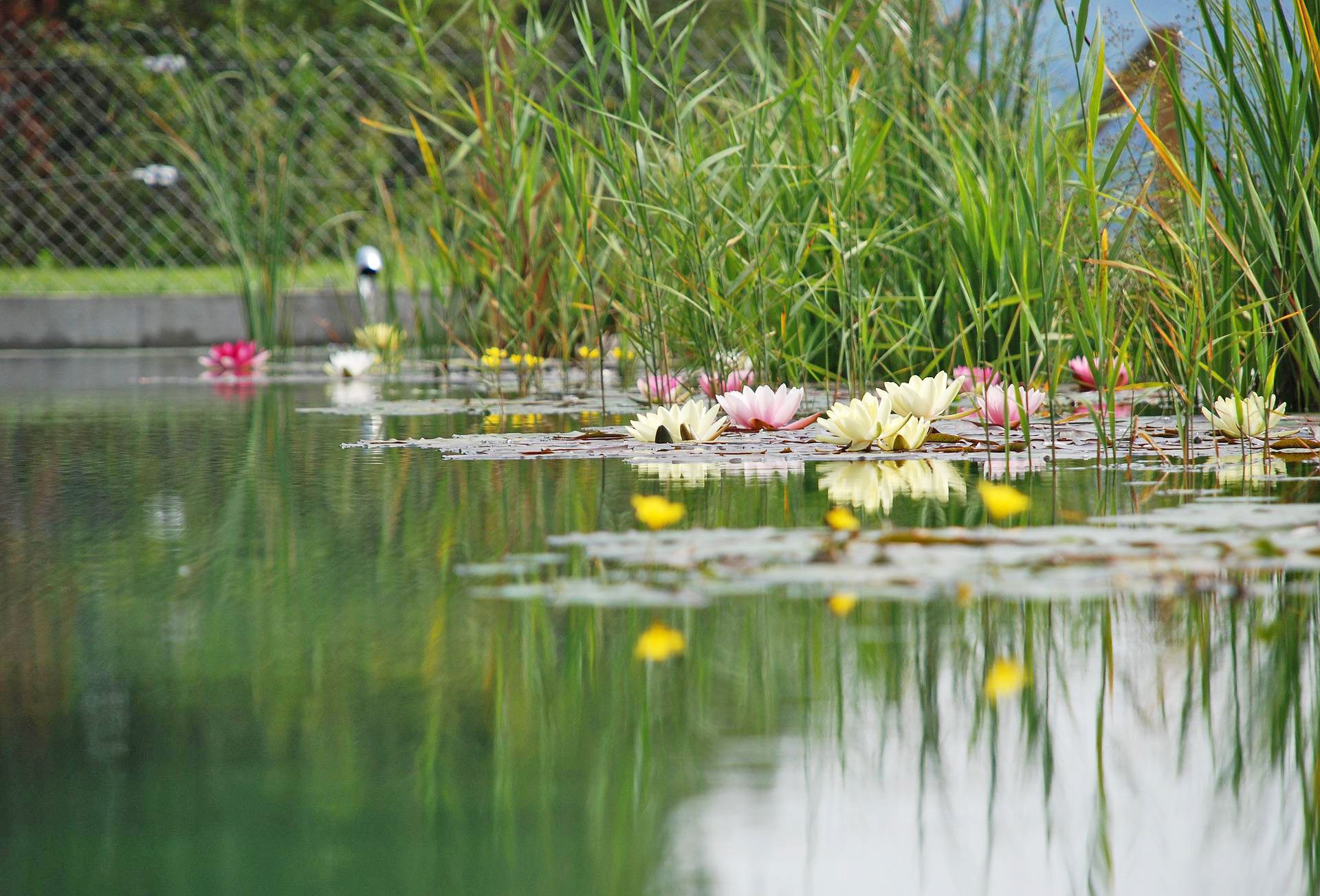 Natur-Teich