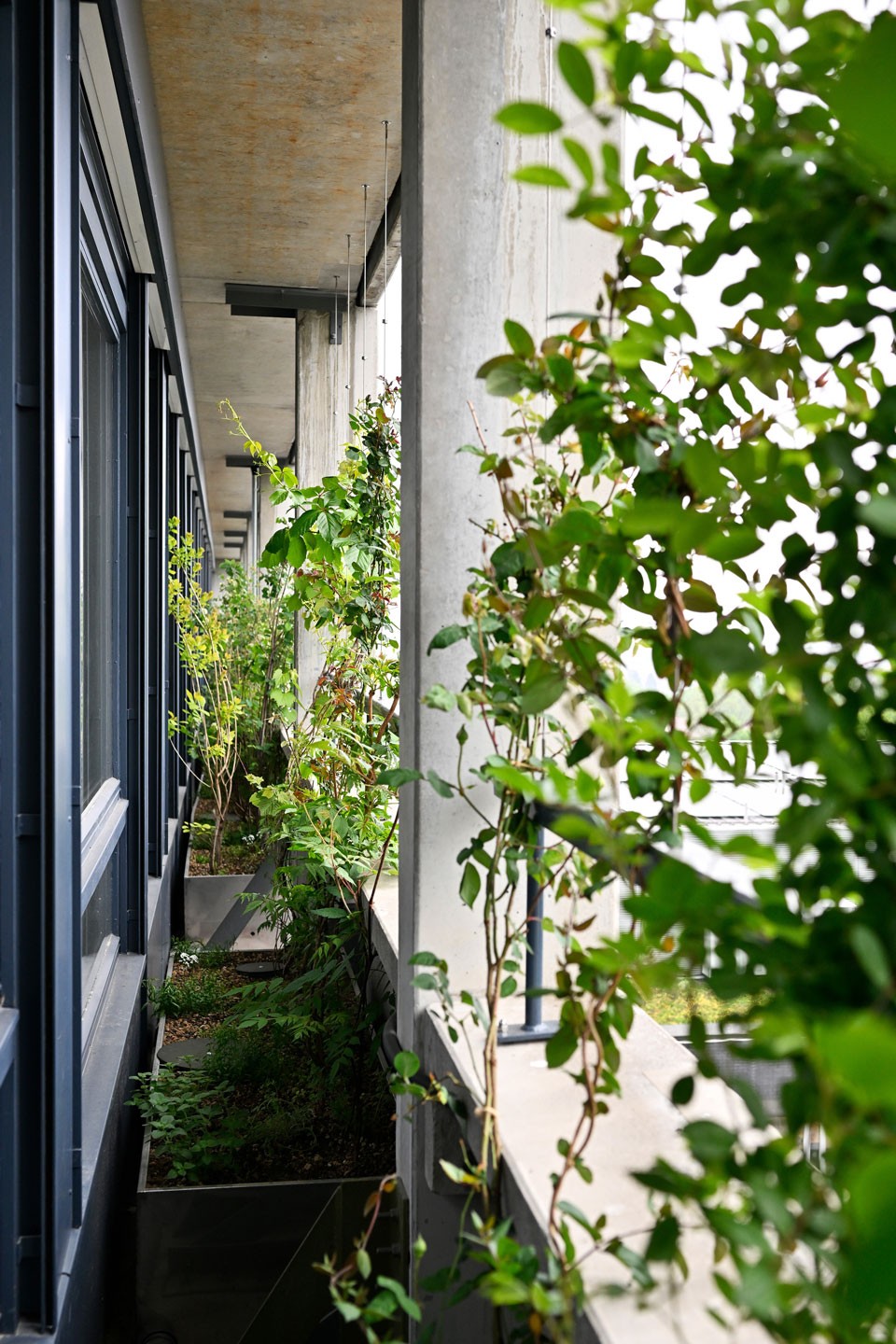 Begrünung Südfassade Stadtspital Triemli Zürich