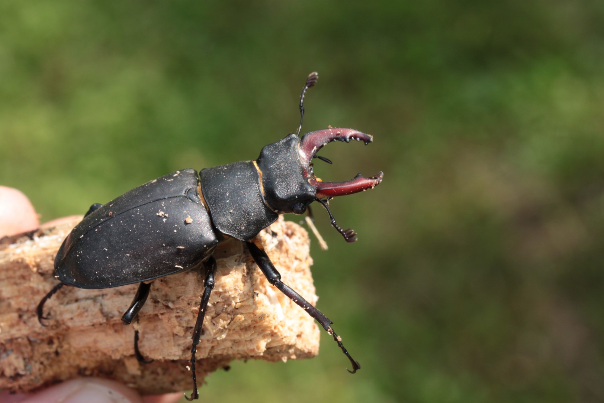 Hirschkäfer Lucanus cervus