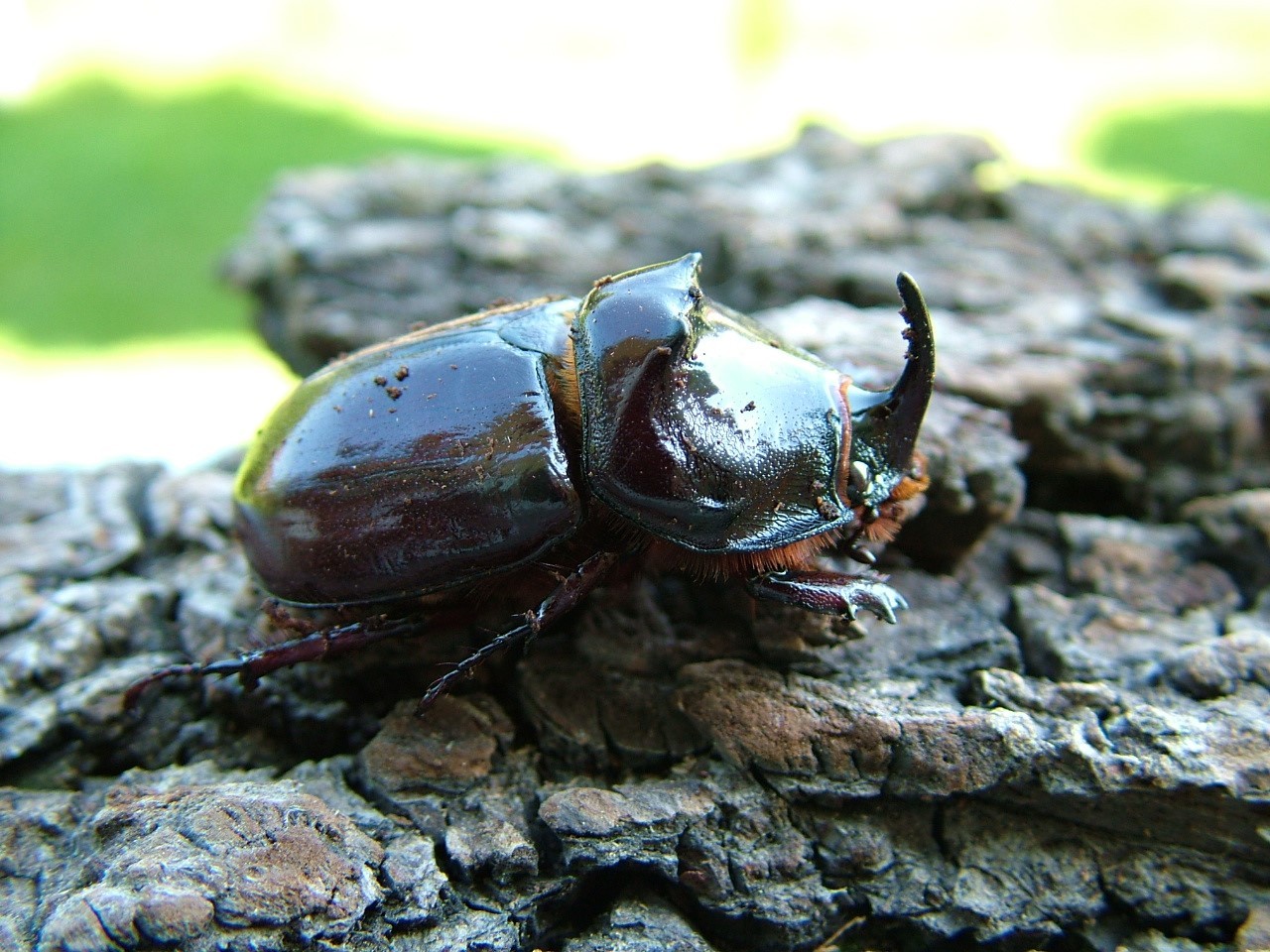 Nashornkäfer Oryctes nasicornis