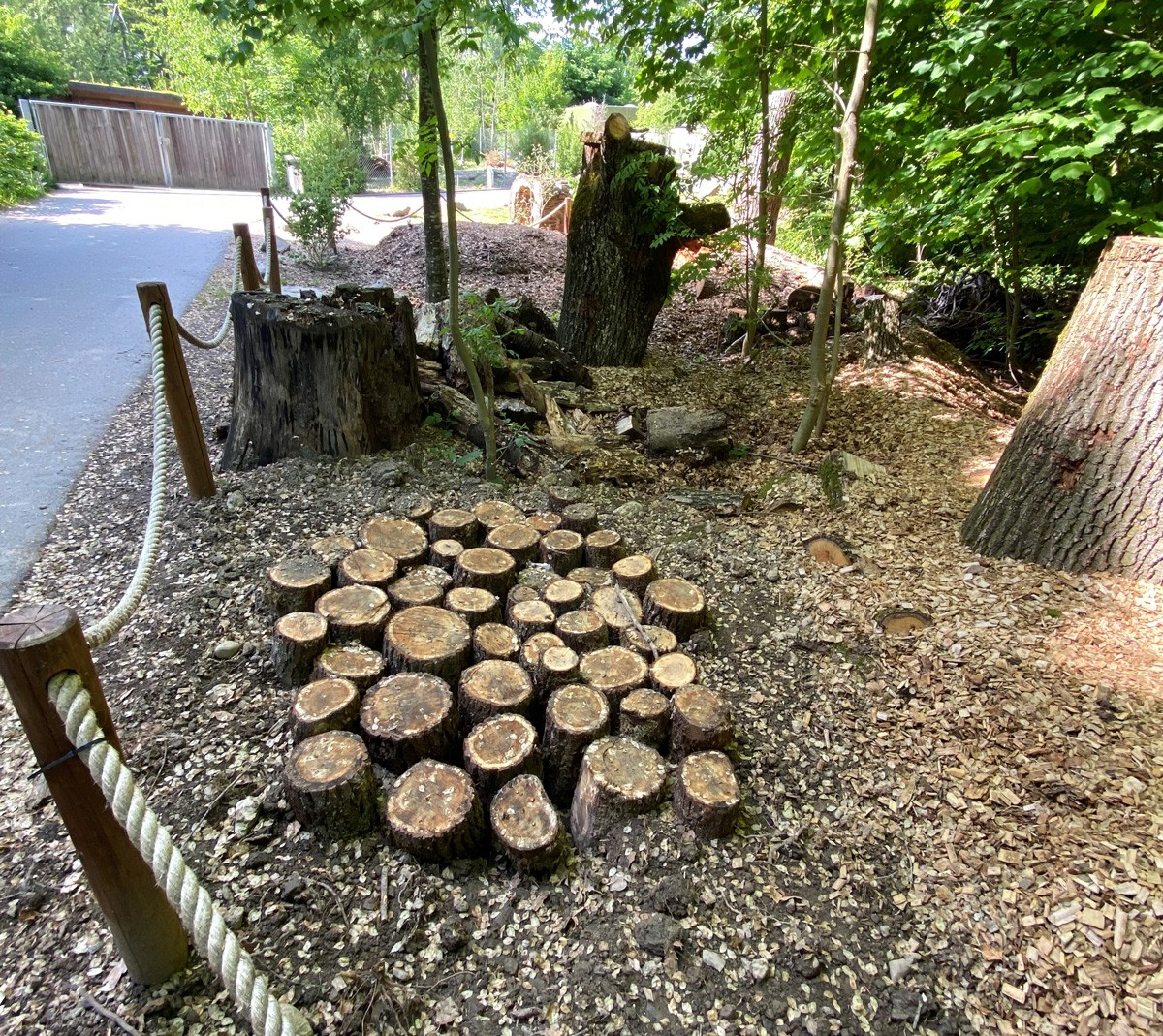 Käfer-Treff eingegrabene Pilzhölzer im Tierpark Bern