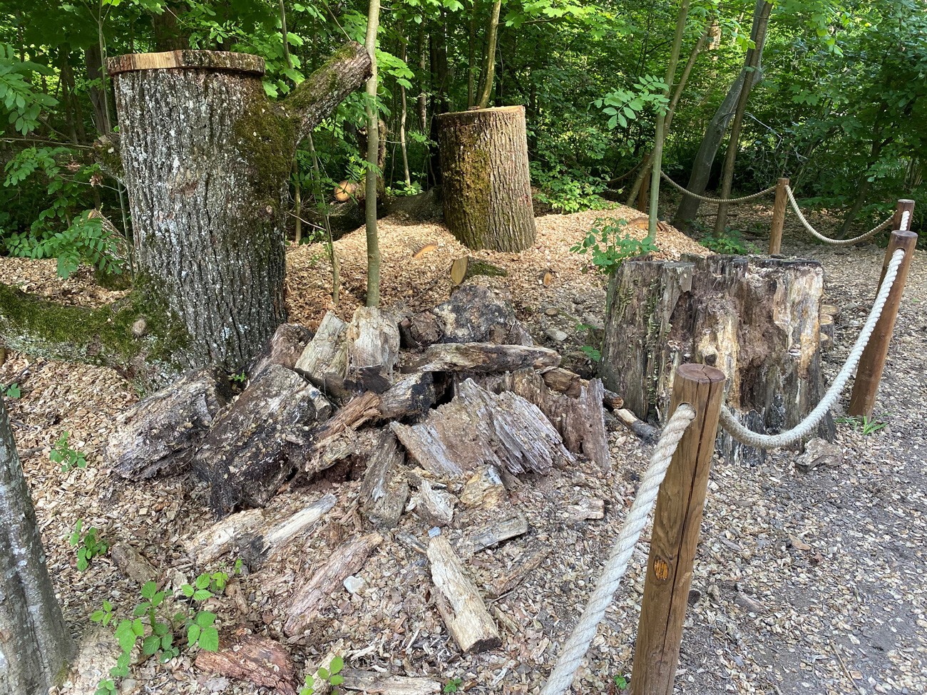 Käfer-Treff beim Tierpark Bern