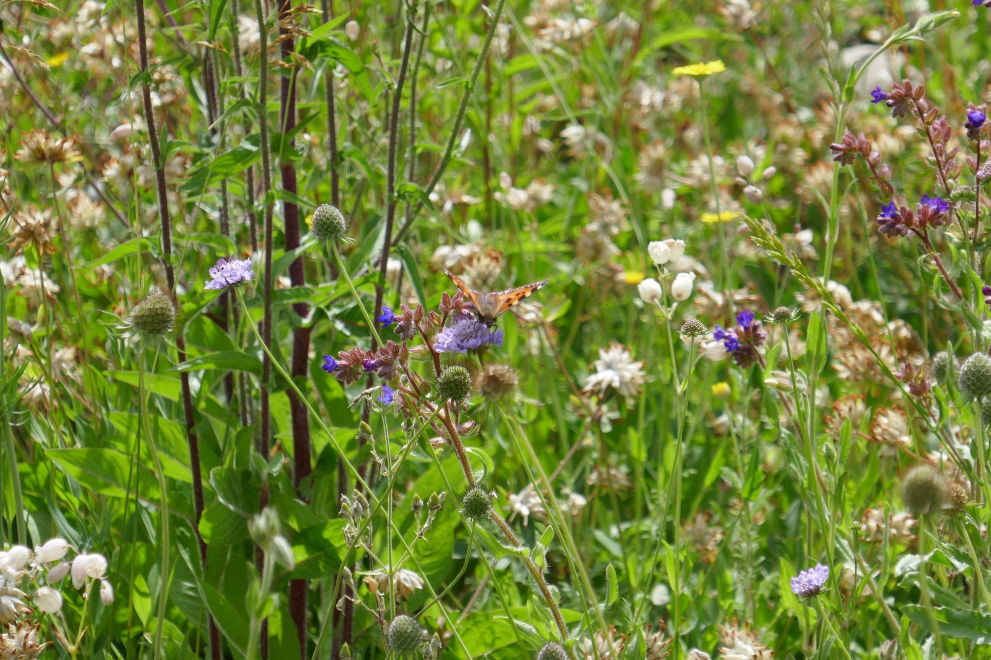 Blumenwiese