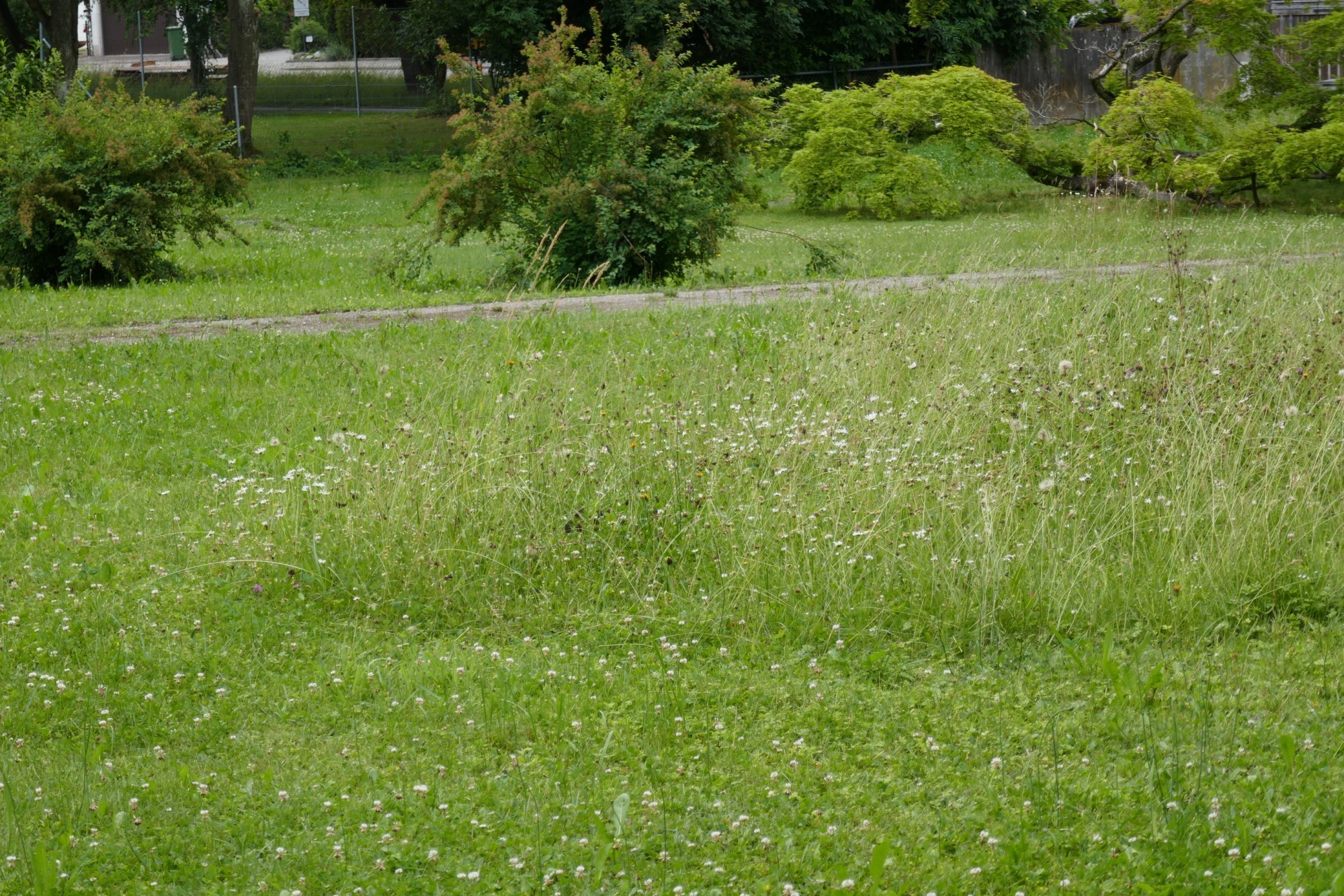 gemähte Wiese mit Rückzugsfläche