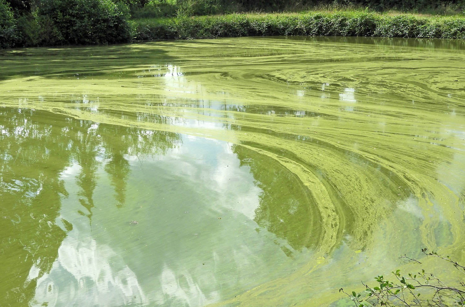 Cyanobakterien Blaualgenblüte in einem Teich