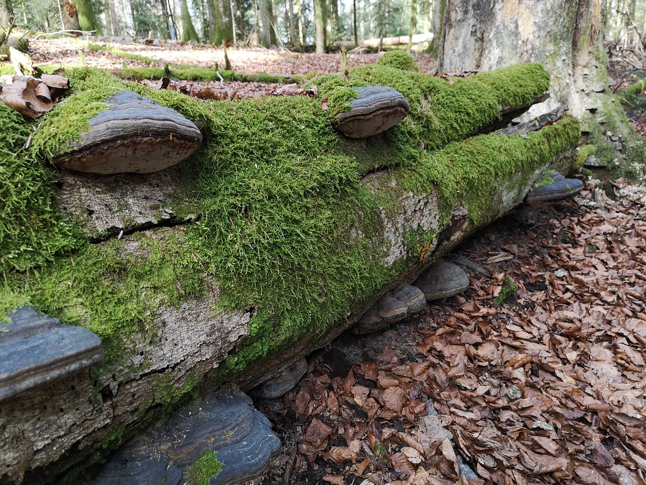 Umgestürzter Baum Naturerlebnispark Jorat